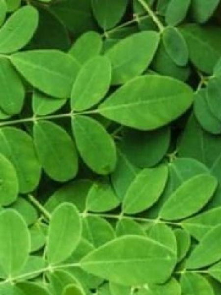 दिवसभर एनर्जेटिक रहायचंय? तर प्या शेवग्याच्या पानांचं पाणी - Marathi News | दिवसभर एनर्जेटिक रहायचंय? तर प्या शेवग्याच्या पानांचं पाणी | Latest Photos at Lokmat.com