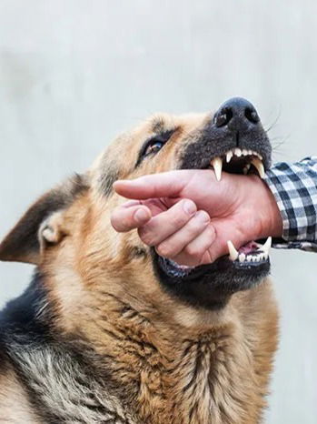 रेबीजपासून सावधान; ठरू शकतो जीवघेणा - Marathi News | रेबीजपासून सावधान; ठरू शकतो जीवघेणा | Latest Photos at Lokmat.com