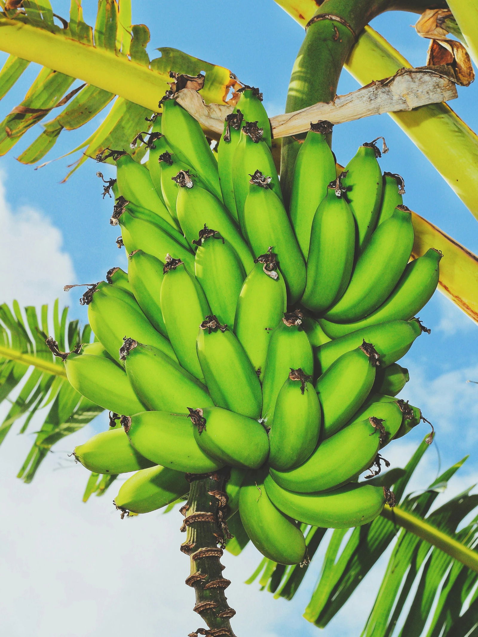 बहुगुणी आहे कच्चे केळे! जाणून घ्या फायदे.. - Marathi News | बहुगुणी आहे कच्चे केळे! जाणून घ्या फायदे.. | Latest Photos at Lokmat.com