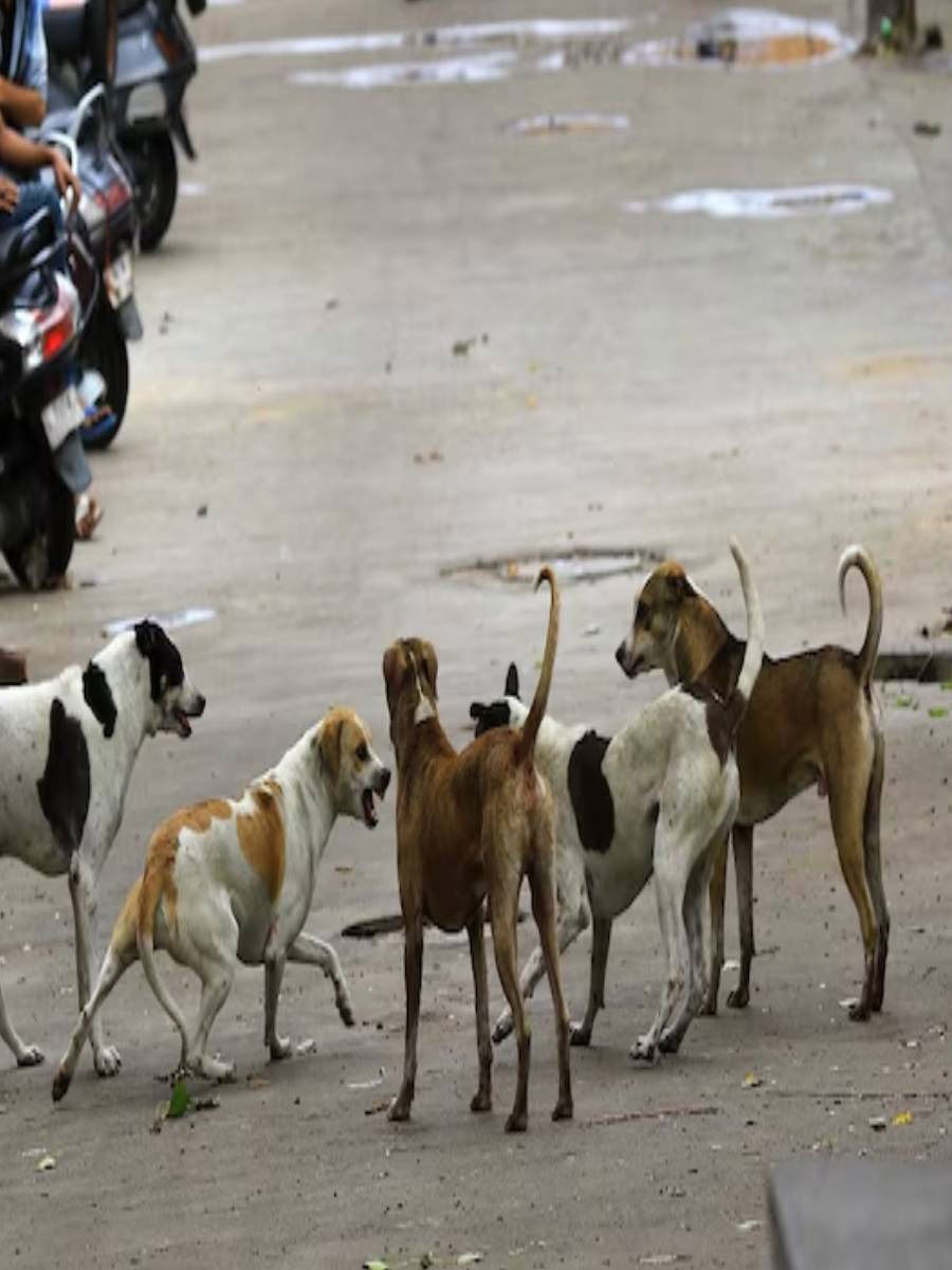 भारतात दररोज १० हजार लोकांना श्वानांचा चावा - Marathi News | भारतात दररोज १० हजार लोकांना श्वानांचा चावा | Latest Photos at Lokmat.com