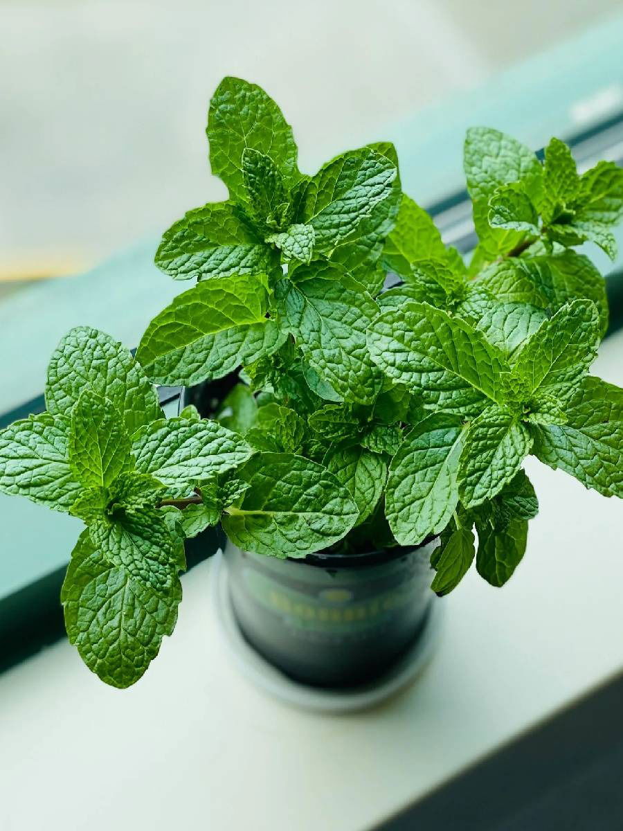 पुदिन्याच्या चटणीचे ६ फायदे - Marathi News | पुदिन्याच्या चटणीचे ६ फायदे | Latest Photos at Lokmat.com