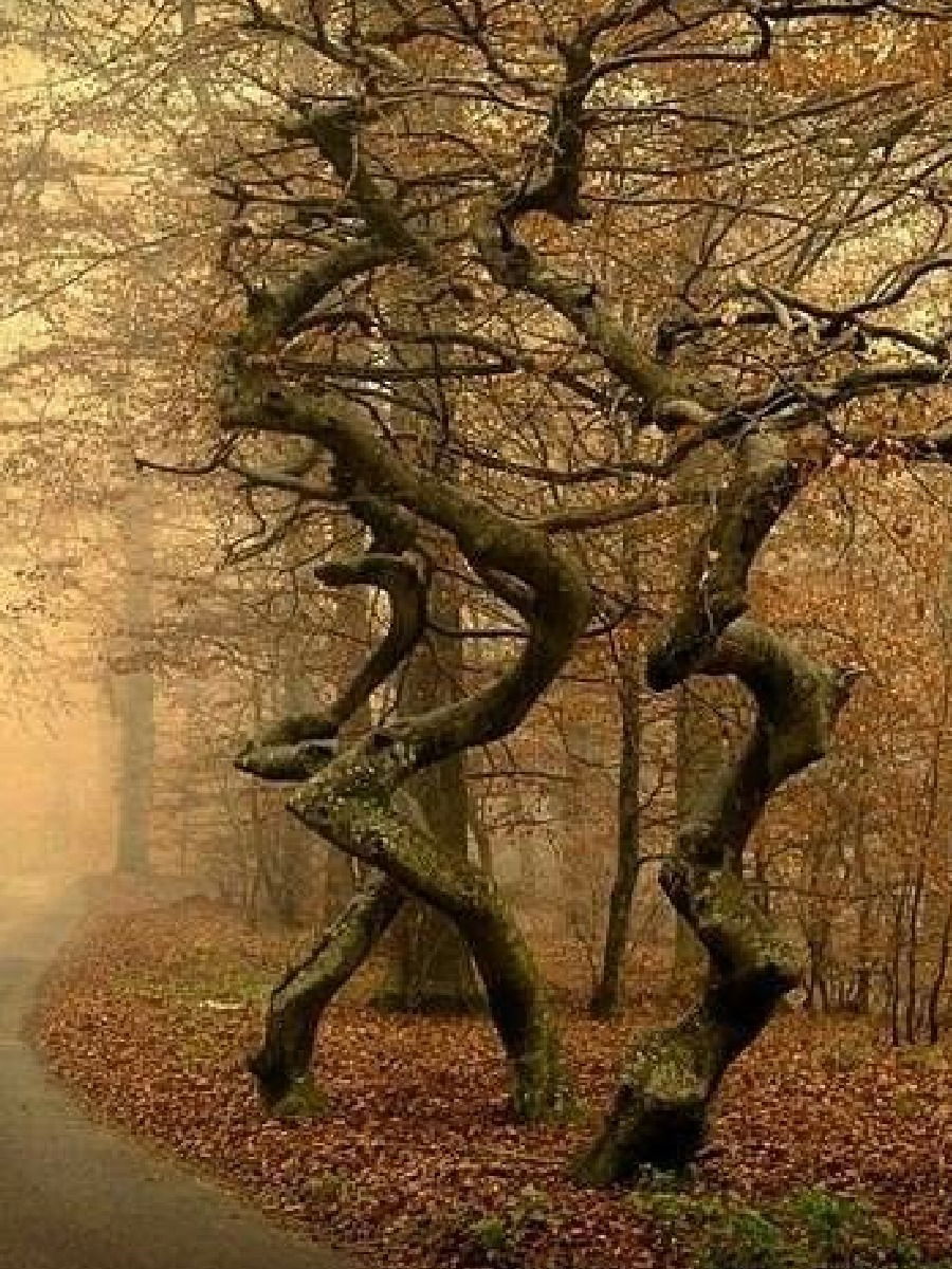 जगातील 'डान्सिंग फॉरेस्ट' - Marathi News | जगातील 'डान्सिंग फॉरेस्ट' | Latest Photos at Lokmat.com