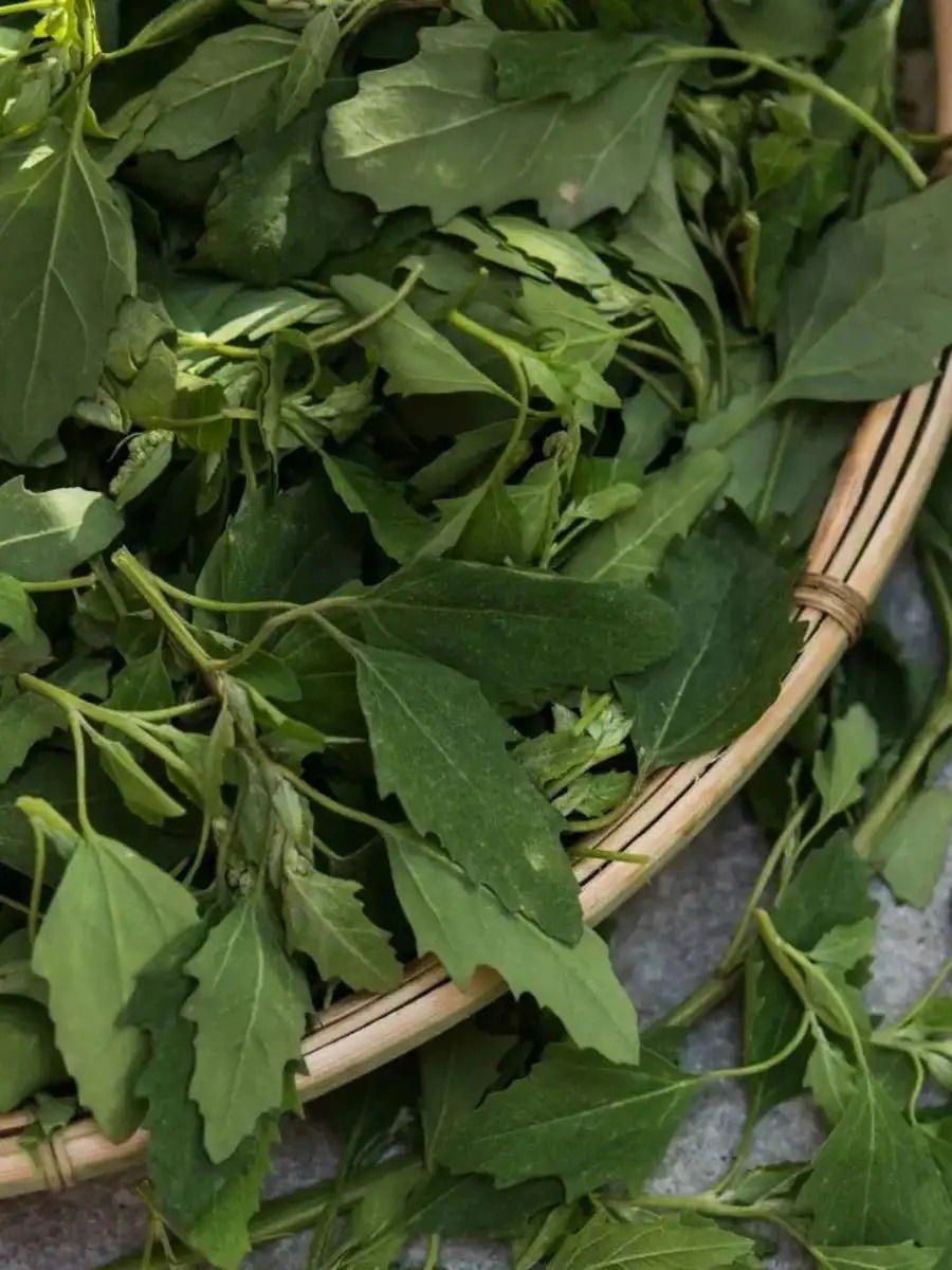 रक्त शुद्धीसाठी खा चाकवताची भाजी! - Marathi News | रक्त शुद्धीसाठी खा चाकवताची भाजी! | Latest Photos at Lokmat.com