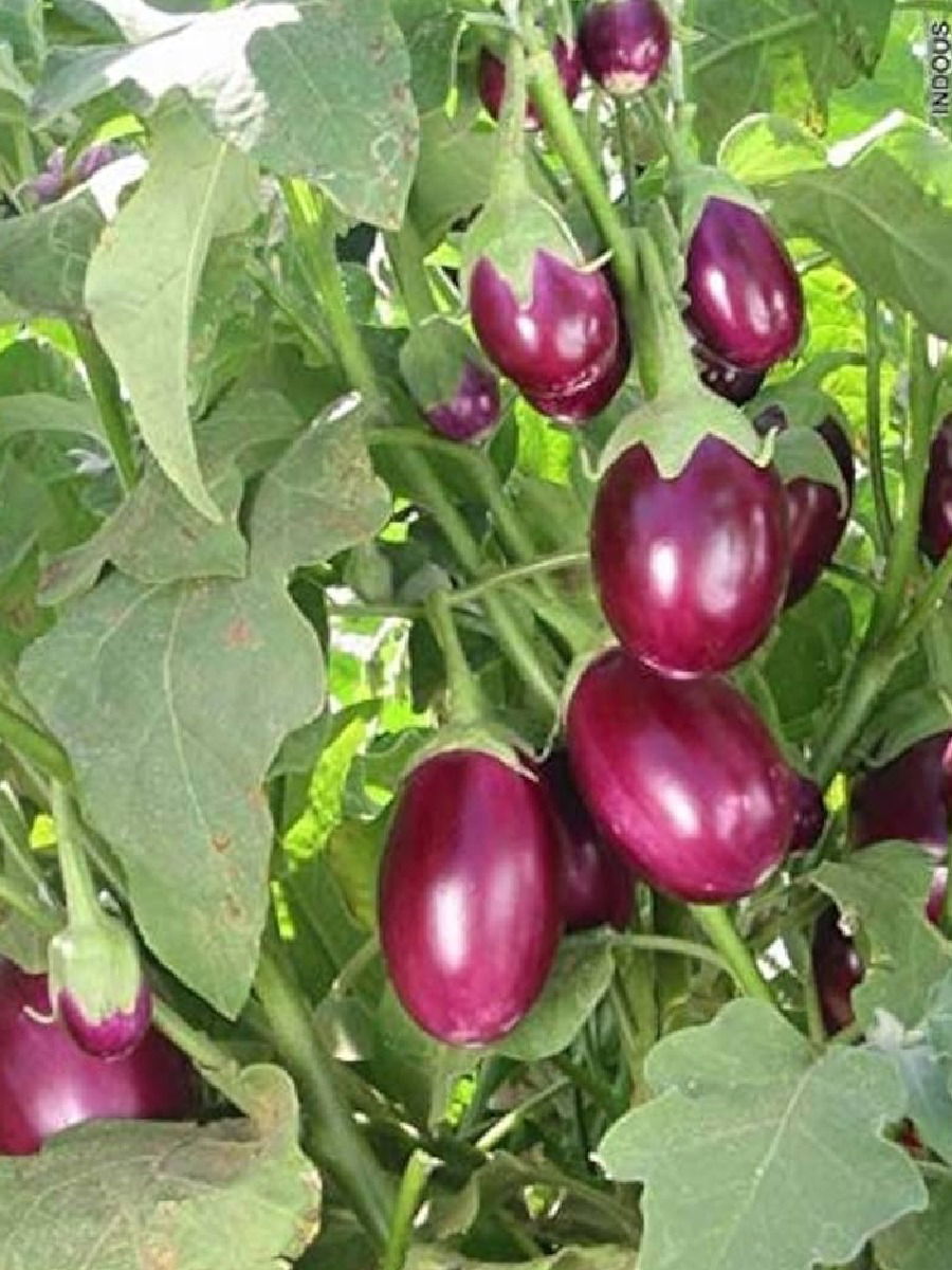 वांग्याची भाजी पाहून नाकं मुरडता? मग जाणून घ्या, गुणकारी फायदे - Marathi News | वांग्याची भाजी पाहून नाकं मुरडता? मग जाणून घ्या, गुणकारी फायदे | Latest Photos at Lokmat.com