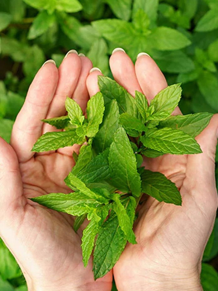 उपाशीपोटी तुळशीचं पानं खा-5 फायदे - Marathi News | उपाशीपोटी तुळशीचं पानं खा-5 फायदे | Latest Photos at Lokmat.com