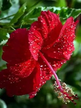 बाप्पाच्या आवडीचे जास्वंदाचे फुल म्हणजे आरोग्यासाठी वरदानच - Marathi News | बाप्पाच्या आवडीचे जास्वंदाचे फुल म्हणजे आरोग्यासाठी वरदानच | Latest Photos at Lokmat.com