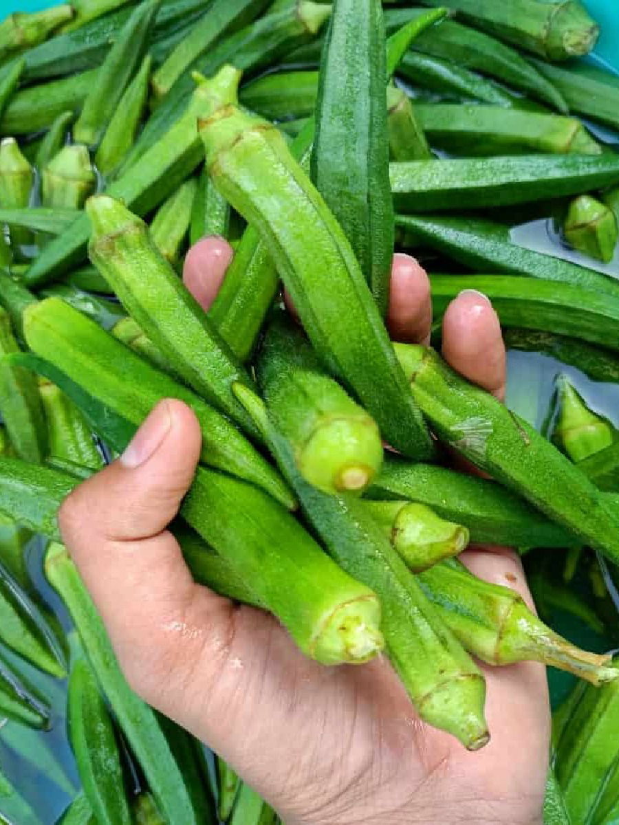 भेंडीसोबत चुकूनही खाऊ नका 'हे' पदार्थ - Marathi News | भेंडीसोबत चुकूनही खाऊ नका 'हे' पदार्थ | Latest Photos at Lokmat.com