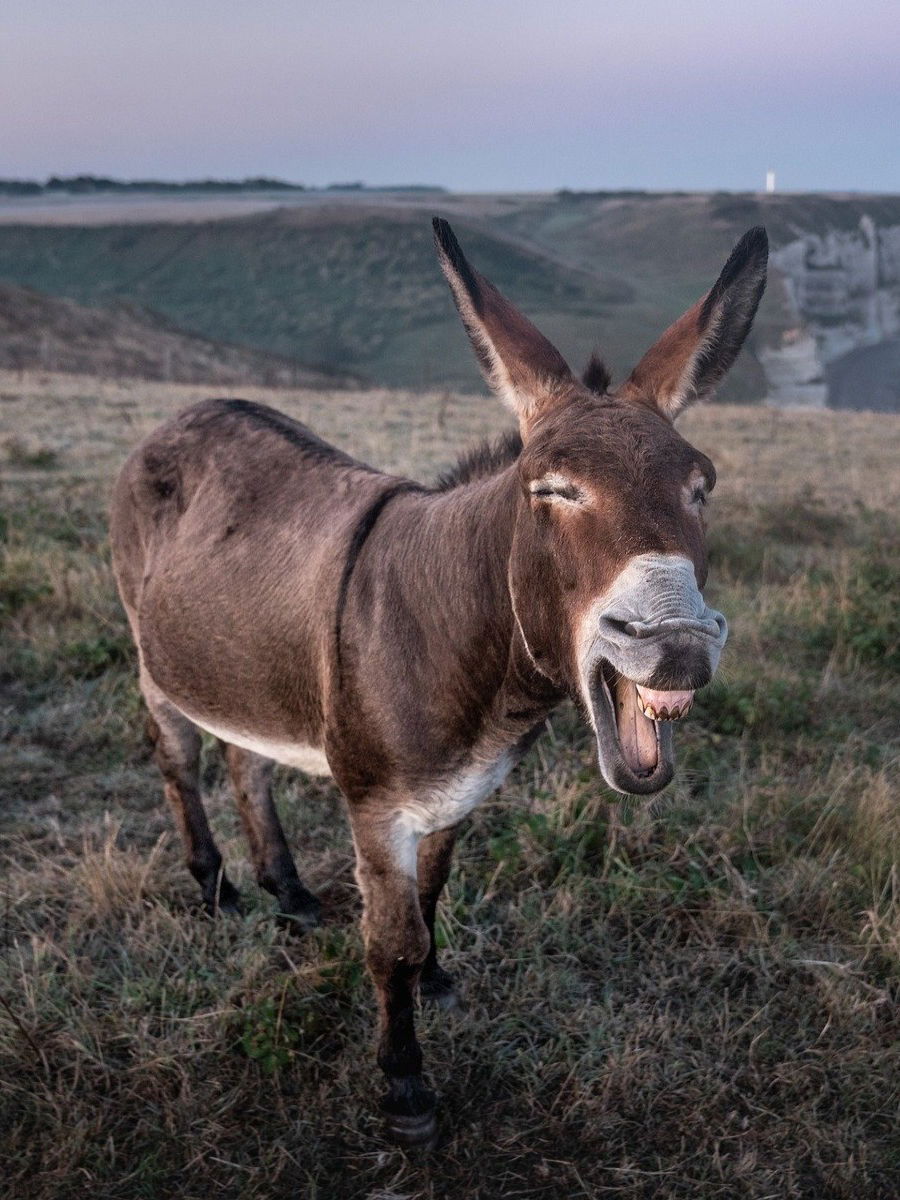 बापरे! चक्क एका गाढवाची किंमत २ लाख, कारण... - Marathi News | बापरे! चक्क एका गाढवाची किंमत २ लाख, कारण... | Latest Photos at Lokmat.com बापरे! चक्क एका गाढवाची किंमत २ लाख, कारण... - Marathi News | बापरे! चक्क एका गाढवाची किंमत २ लाख, कारण... | Latest Photos at Lokmat.com