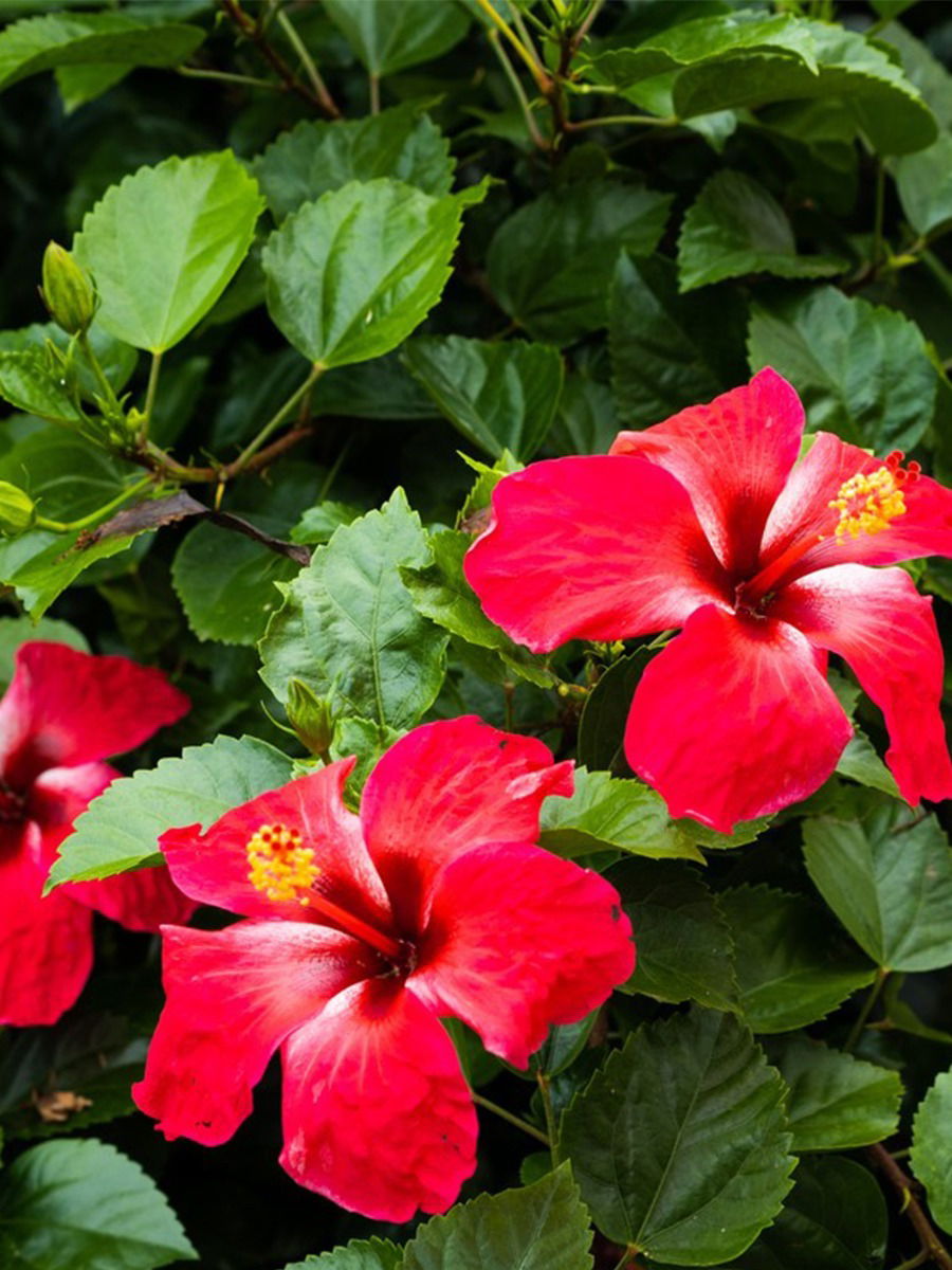 जास्वंद फुलाचे केसांसाठी ५ फायदे - Marathi News | जास्वंद फुलाचे केसांसाठी ५ फायदे | Latest Photos at Lokmat.com