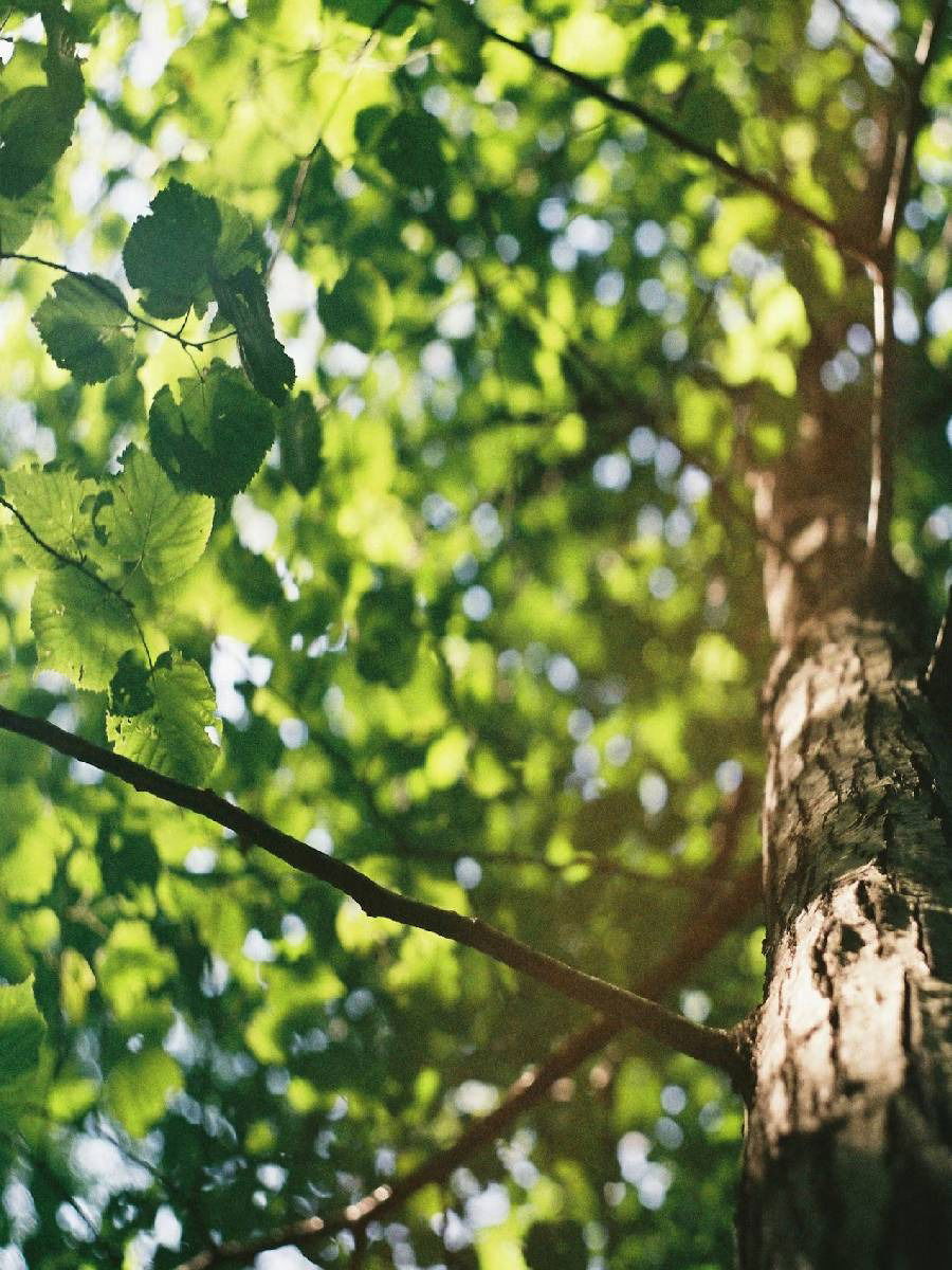 जगातील ७ सर्वात विषारी वनस्पती, त्यांना फक्त स्पर्श केल्याने तुमचा मृत्यू होऊ शकतो - Marathi News | जगातील ७ सर्वात विषारी वनस्पती, त्यांना फक्त स्पर्श केल्याने तुमचा मृत्यू होऊ शकतो | Latest Photos at Lokmat.com