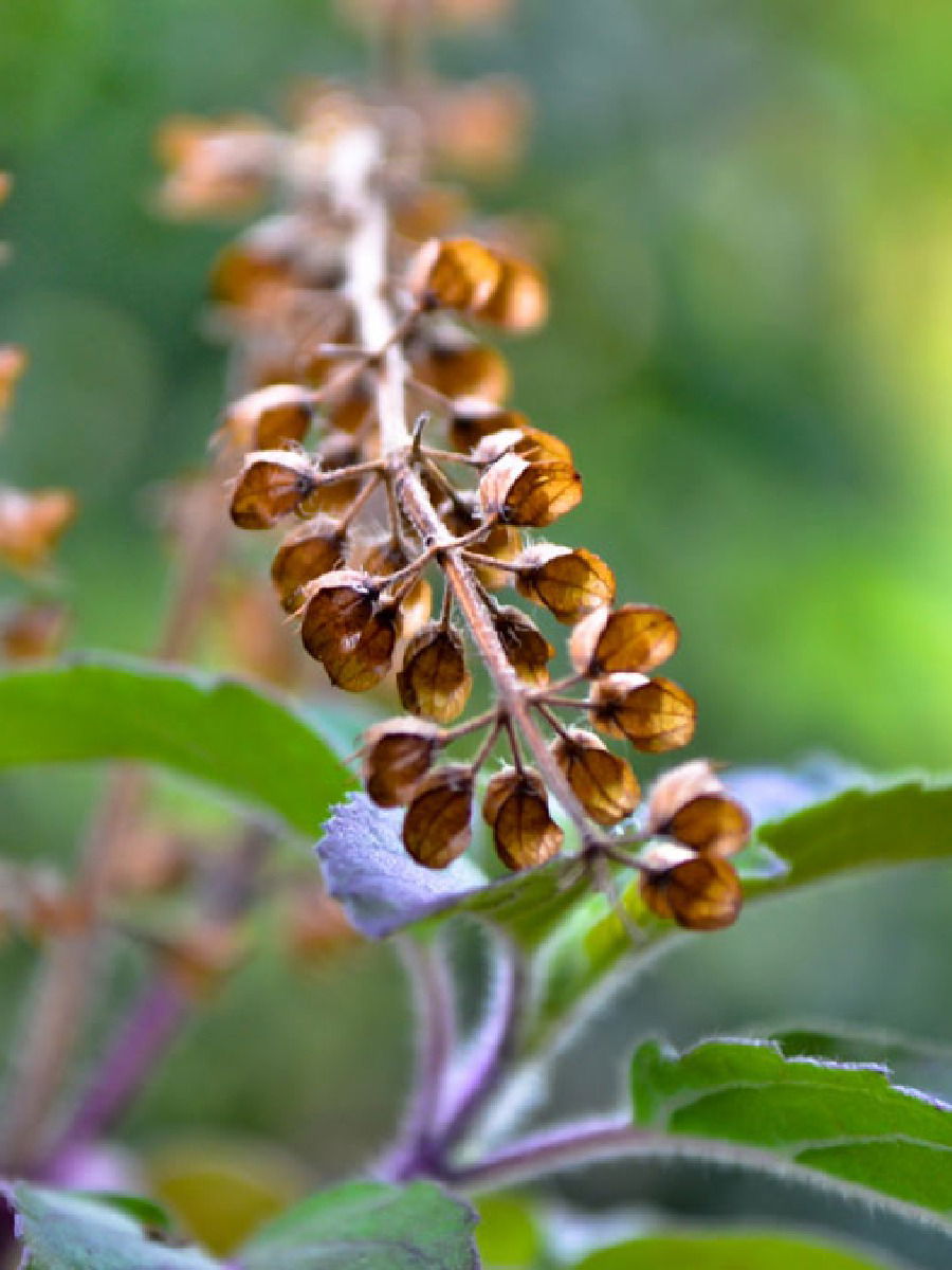 तुळशीच्या मंजिरांमुळे कमी करा शरीरातील एक्स्ट्रा फॅट - Marathi News | तुळशीच्या मंजिरांमुळे कमी करा शरीरातील एक्स्ट्रा फॅट | Latest Photos at Lokmat.com