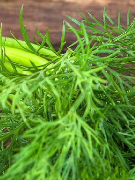 लहान मुलांना द्या शेपूची भाजी, पोटातील जंत होती नाहीसे - Marathi News | लहान मुलांना द्या शेपूची भाजी, पोटातील जंत होती नाहीसे | Latest Photos at Lokmat.com