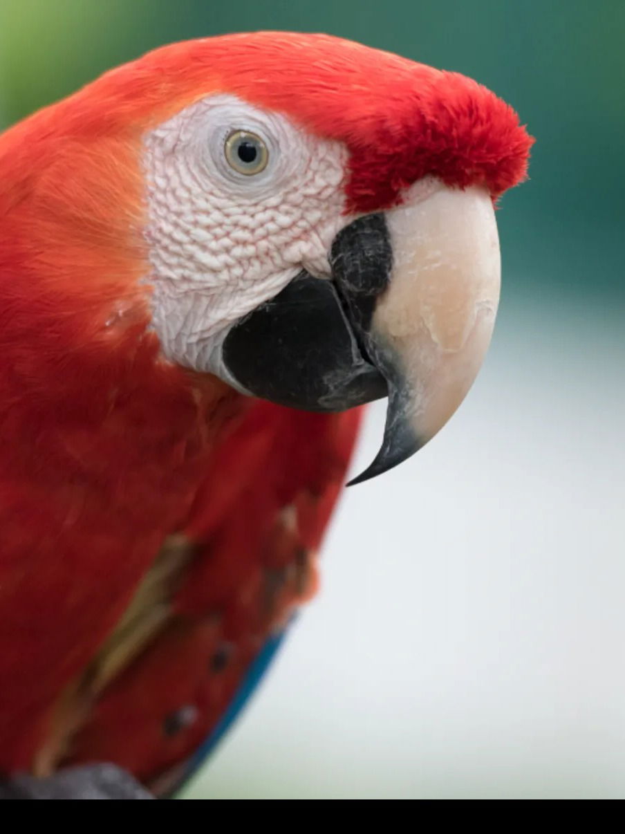 पन्नास वर्षापेक्षा जास्त जगणारे प्राणी - Marathi News | पन्नास वर्षापेक्षा जास्त जगणारे प्राणी | Latest Photos at Lokmat.com