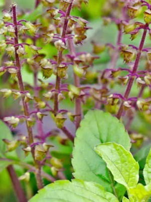 तुळशीच्या रोपाला कीड लागली तर..? - Marathi News | तुळशीच्या रोपाला कीड लागली तर..? | Latest Photos at Lokmat.com