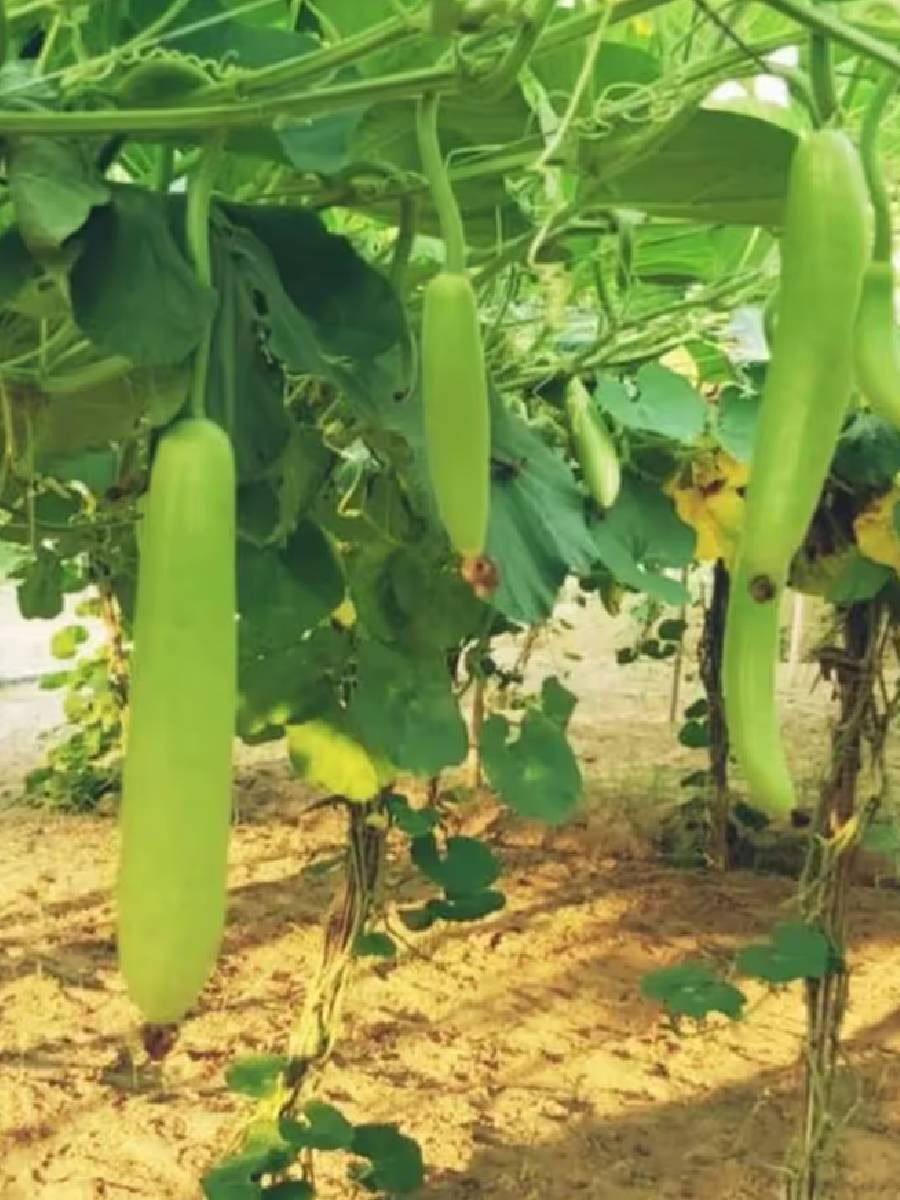 घरीच भाज्या लावा, दररोज ताज्या भाज्या खा - Marathi News | घरीच भाज्या लावा, दररोज ताज्या भाज्या खा | Latest Photos at Lokmat.com