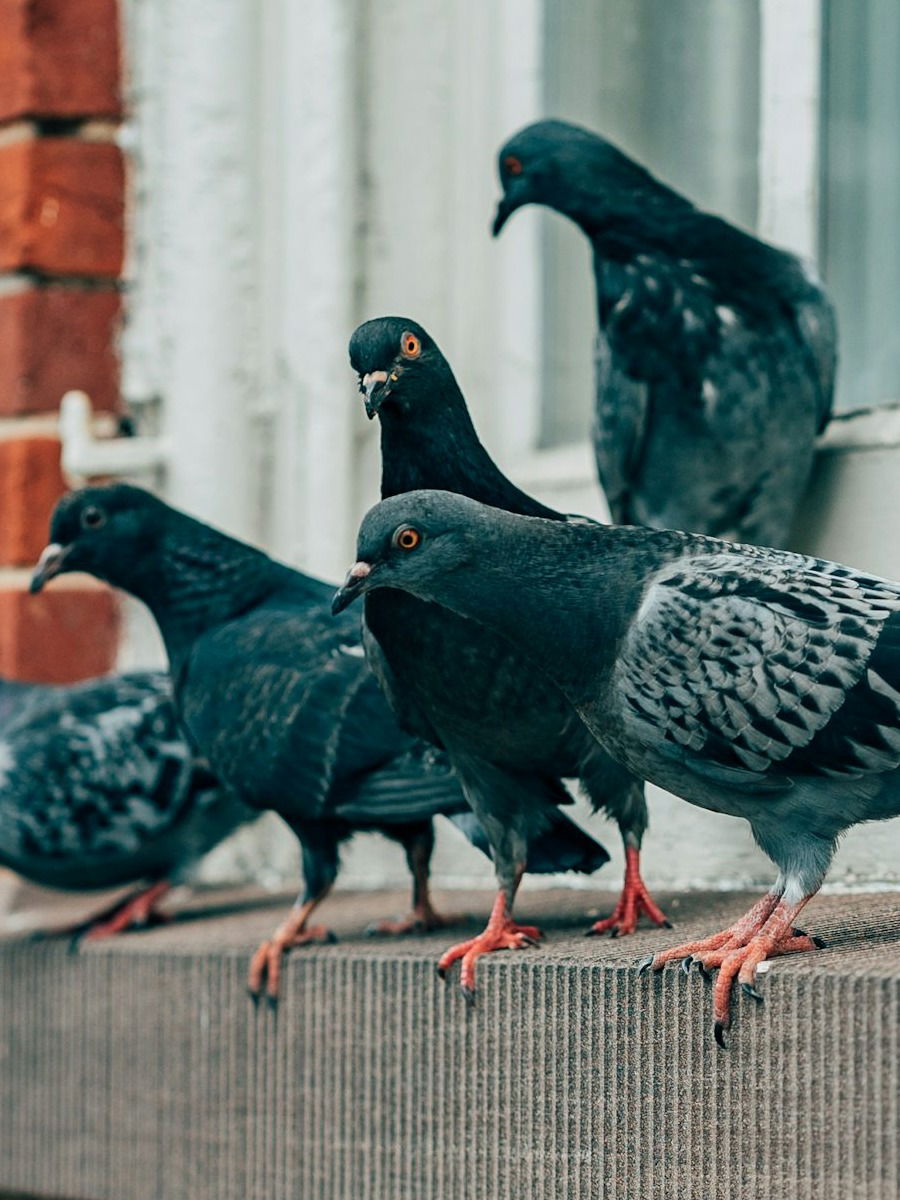 कबुतरांनी आतंक माजवलाय? ही गोष्ट त्यांच्यासमोर ठेवा, परत कधीही येणार नाहीत तुमच्या दारात - Marathi News | कबुतरांनी आतंक माजवलाय? ही गोष्ट त्यांच्यासमोर ठेवा, परत कधीही येणार नाहीत तुमच्या दारात | Latest Photos at Lokmat.com