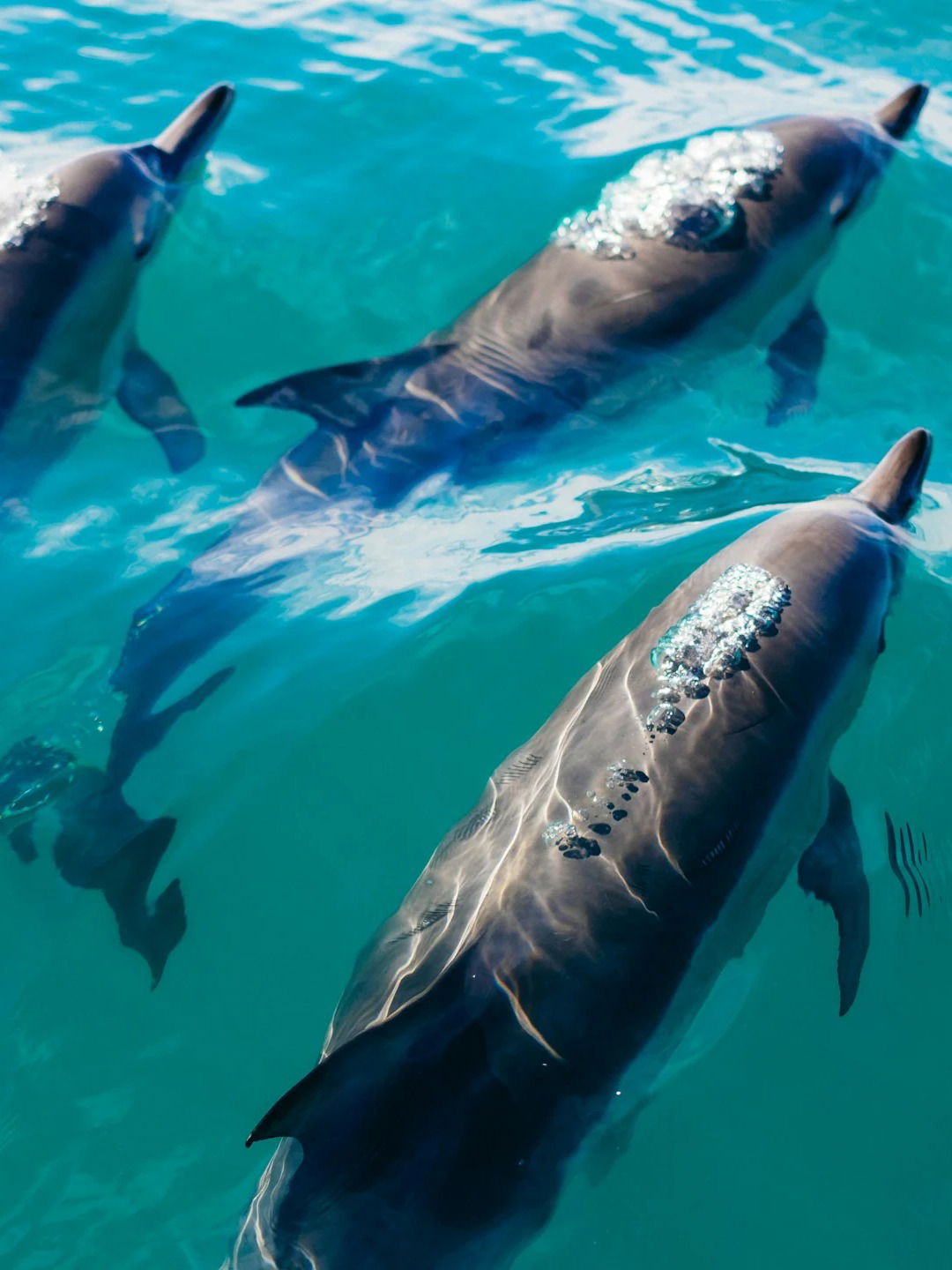 'या' प्राण्याला कधी झोपच येत नाही! - Marathi News | 'या' प्राण्याला कधी झोपच येत नाही! | Latest Photos at Lokmat.com