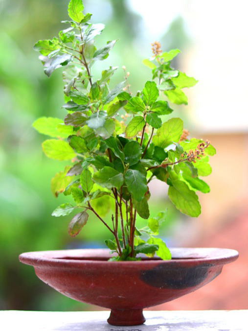 तुळशीजवळ चुकूनही ठेऊ नका या गोष्टी, खिसा होईल रिकामा - Marathi News | तुळशीजवळ चुकूनही ठेऊ नका या गोष्टी, खिसा होईल रिकामा | Latest Photos at Lokmat.com