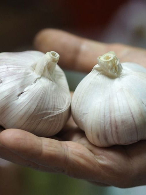 रिकाम्या पोटी कच्चा लसूण खा! अनेक आजारांना बाय बाय करा - Marathi News | रिकाम्या पोटी कच्चा लसूण खा! अनेक आजारांना बाय बाय करा | Latest Photos at Lokmat.com