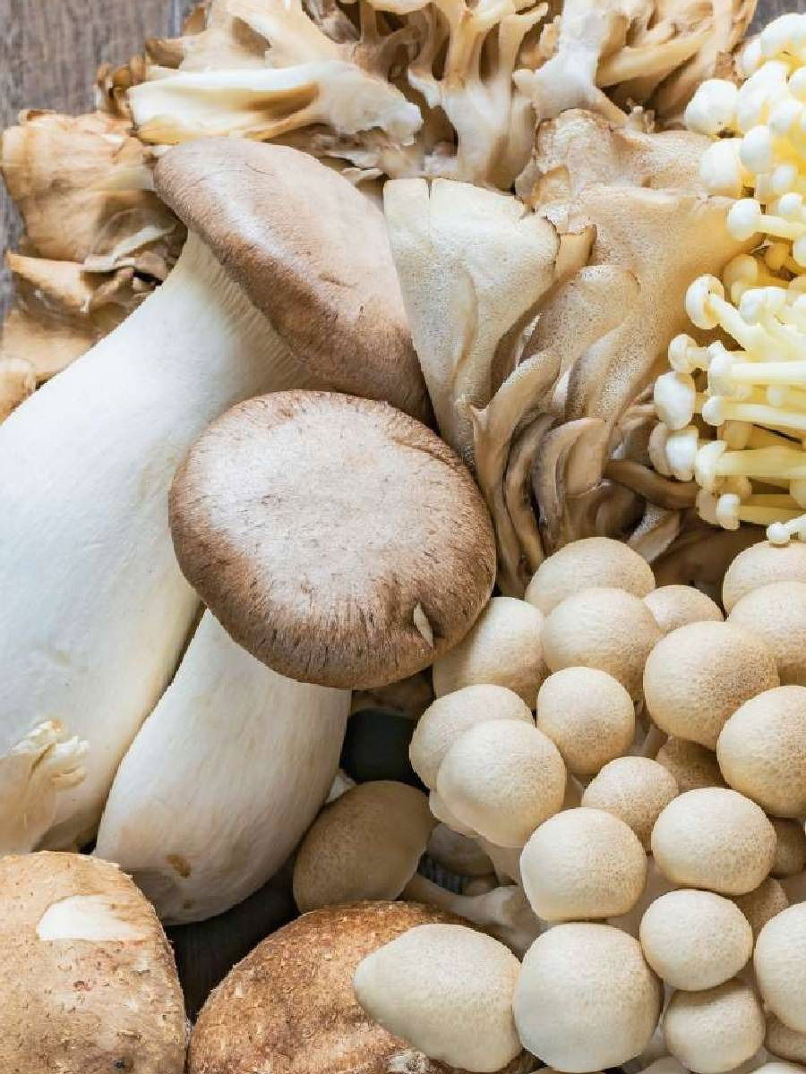 मशरूम खाण्याचे ७ आश्चर्यकारक फायदे - Marathi News | मशरूम खाण्याचे ७ आश्चर्यकारक फायदे | Latest Photos at Lokmat.com