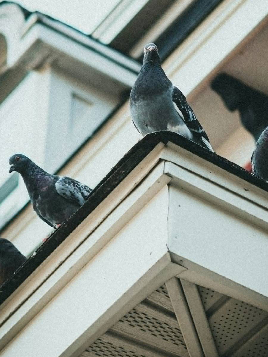 कबुतरांना बाल्कनीपासून दूर ठेवण्याचे ४ प्रभावी मार्ग - Marathi News | कबुतरांना बाल्कनीपासून दूर ठेवण्याचे ४ प्रभावी मार्ग | Latest Photos at Lokmat.com