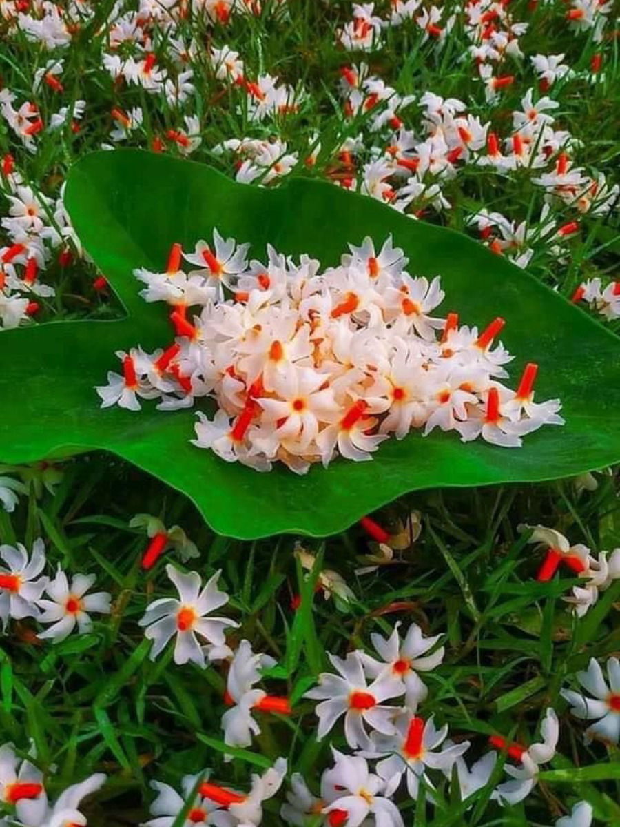 दारात पारिजाताचा सडा पडण्याचे लाभ - Marathi News | दारात पारिजाताचा सडा पडण्याचे लाभ | Latest Photos at Lokmat.com