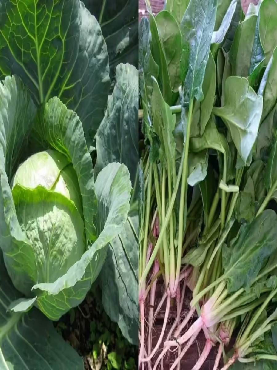 पावसाळ्यात पालेभाज्या खायच्या का? जाणून घ्या कारणे - Marathi News | पावसाळ्यात पालेभाज्या खायच्या का? जाणून घ्या कारणे | Latest Photos at Lokmat.com