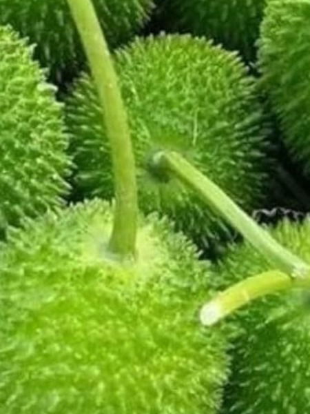 विविध आरोग्यदायी रानभाज्या - Marathi News | विविध आरोग्यदायी रानभाज्या | Latest Photos at Lokmat.com