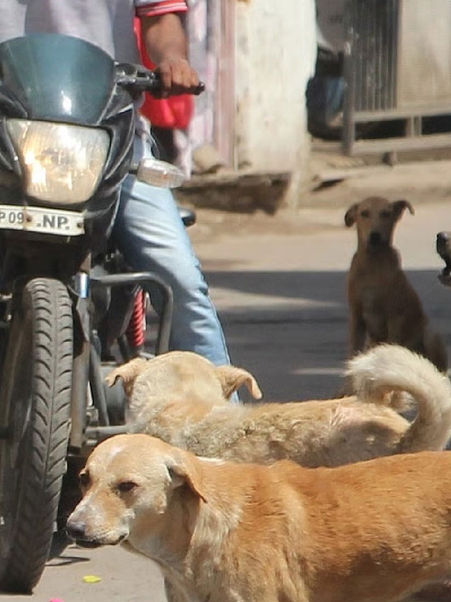 रस्त्यात कुत्र्यांनी घेरलं तर घाबरु नका! सुटका करण्यासाठी वापरा ५ ट्रिक्स - Marathi News | रस्त्यात कुत्र्यांनी घेरलं तर घाबरु नका! सुटका करण्यासाठी वापरा ५ ट्रिक्स | Latest Photos at Lokmat.com