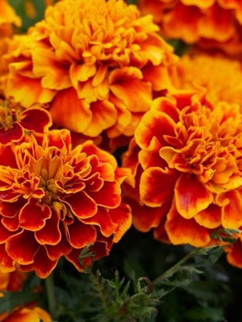 कुंडीत हे खत घाला, झेंडू फुलेल भरभरून - Marathi News | कुंडीत हे खत घाला, झेंडू फुलेल भरभरून | Latest Photos at Lokmat.com