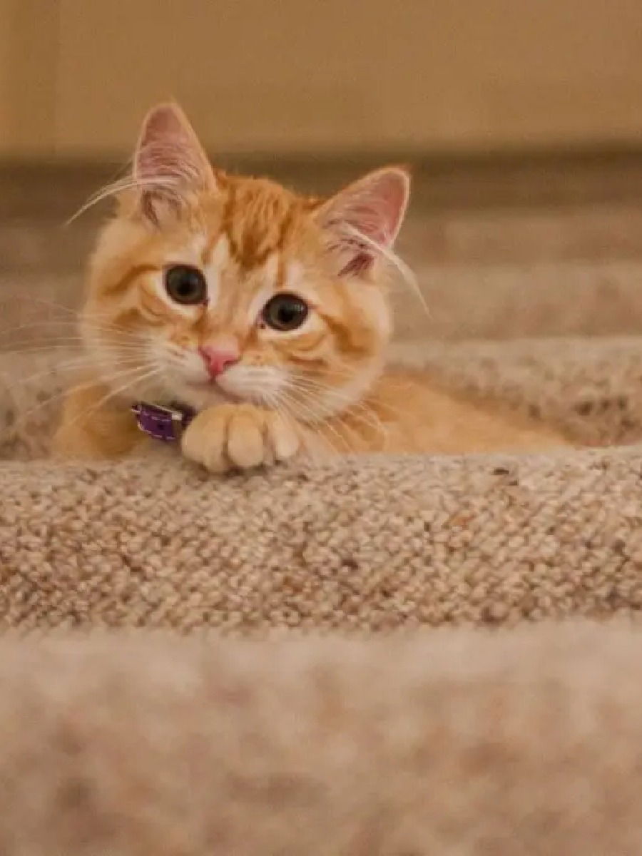 घरात मांजर पाळण्याचे फायदे आणि तोटे - Marathi News | घरात मांजर पाळण्याचे फायदे आणि तोटे | Latest Photos at Lokmat.com