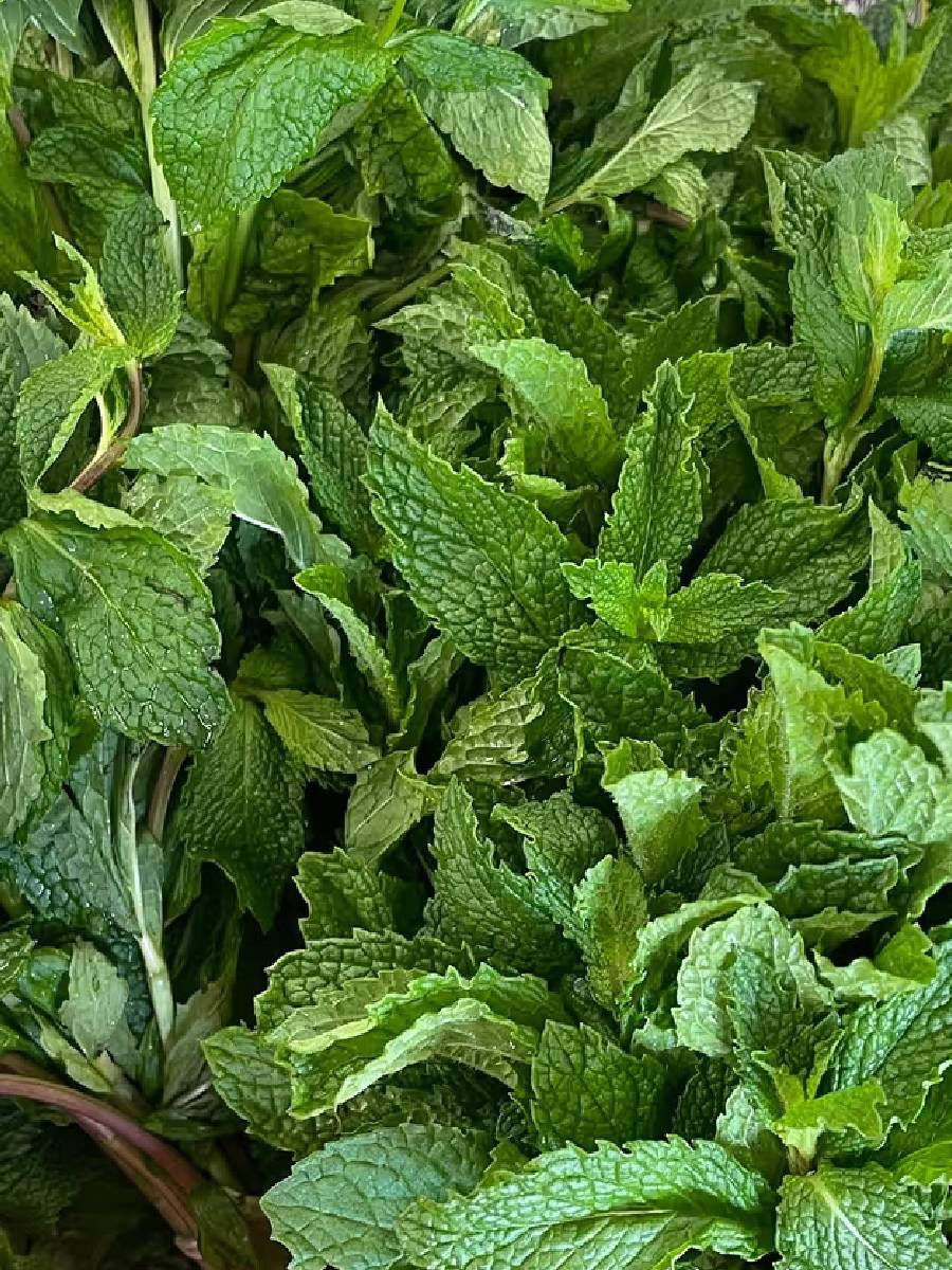 घरी ही ५ झाडे लावा, गरज पडल्यास उपयोगी पडतील - Marathi News | घरी ही ५ झाडे लावा, गरज पडल्यास उपयोगी पडतील | Latest Photos at Lokmat.com