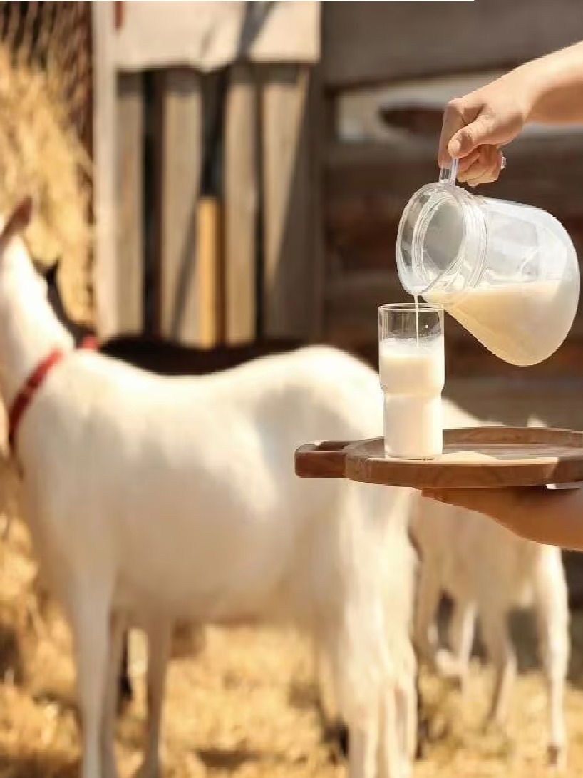 रोगप्रतिकारक शक्ती वाढवायचीये? मग प्या शेळीचं दूध - Marathi News | रोगप्रतिकारक शक्ती वाढवायचीये? मग प्या शेळीचं दूध | Latest Photos at Lokmat.com