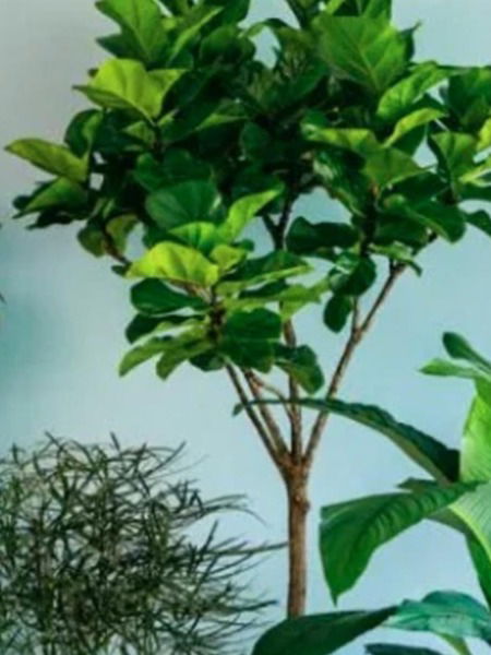 घरातली दुर्गंधी घालवून घर फ्रेश ठेवणारे ५ इनडोअर प्लांट्स - Marathi News | घरातली दुर्गंधी घालवून घर फ्रेश ठेवणारे ५ इनडोअर प्लांट्स | Latest Photos at Lokmat.com