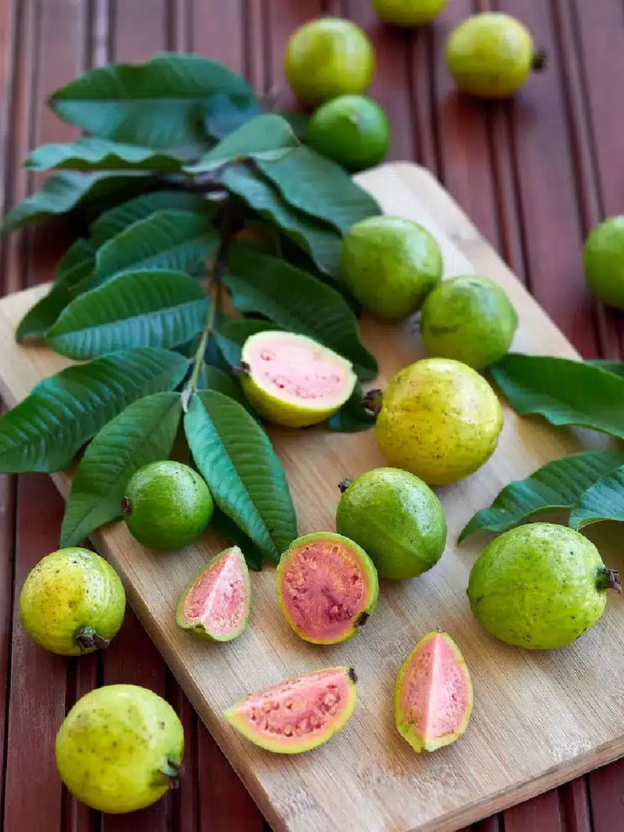 पेरु खाल्ल्यानंतर 'या' पदार्थांचं करु नका सेवन, ठरेल घातक - Marathi News | पेरु खाल्ल्यानंतर 'या' पदार्थांचं करु नका सेवन, ठरेल घातक | Latest Photos at Lokmat.com