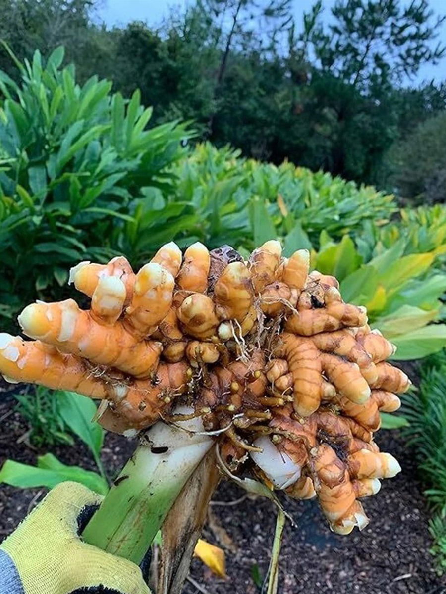 आरोग्यवर्धक आंबे हळदीचे पाच फायदे - Marathi News | आरोग्यवर्धक आंबे हळदीचे पाच फायदे | Latest Photos at Lokmat.com