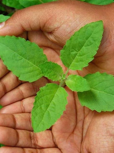 रिकाम्या पोटी तुळशीची पाने खाण्याचे फायदे - Marathi News | रिकाम्या पोटी तुळशीची पाने खाण्याचे फायदे | Latest Photos at Lokmat.com