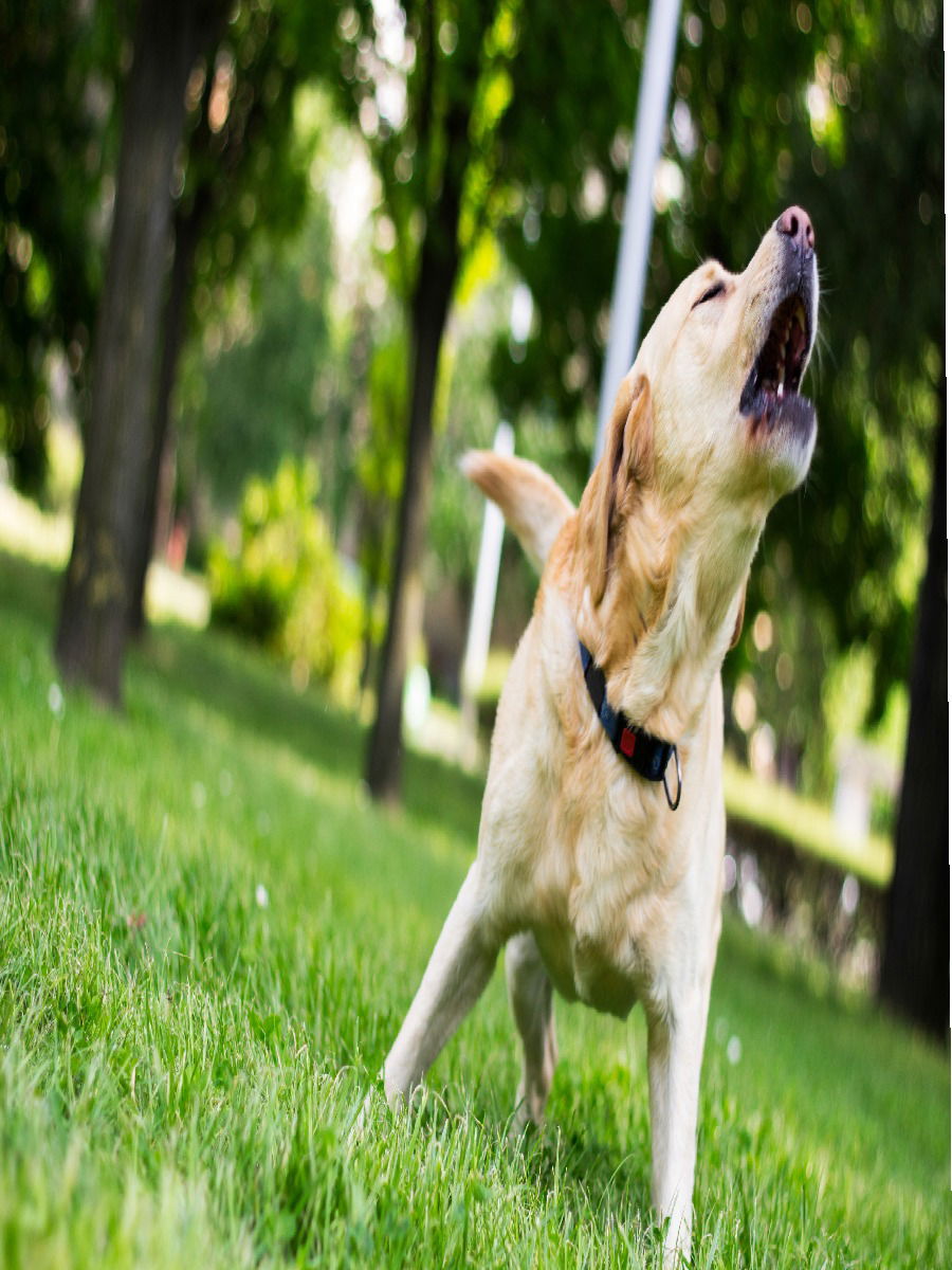 रात्री कुत्र्यांचं रडणं शुभ की अशुभ? - Marathi News | रात्री कुत्र्यांचं रडणं शुभ की अशुभ? | Latest Photos at Lokmat.com