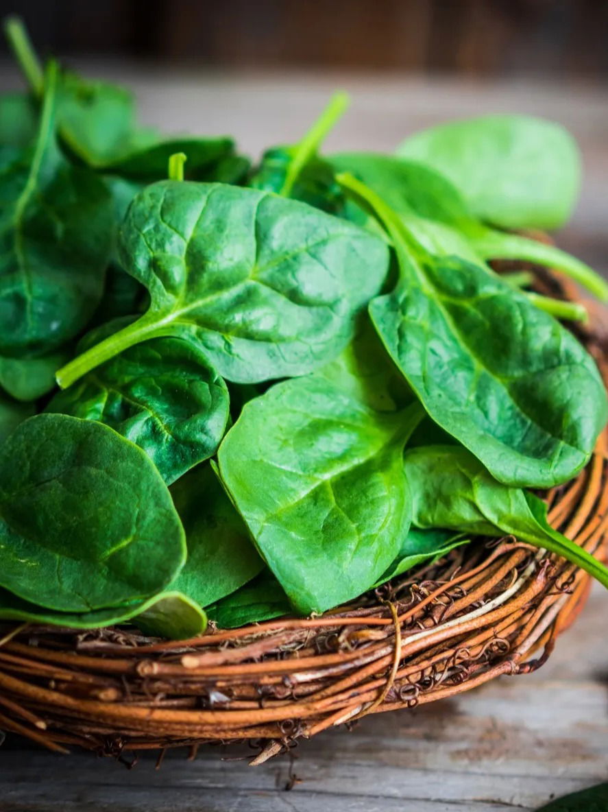 पालकामुळे दूर होईल पोटदुखीची समस्या - Marathi News | पालकामुळे दूर होईल पोटदुखीची समस्या | Latest Photos at Lokmat.com