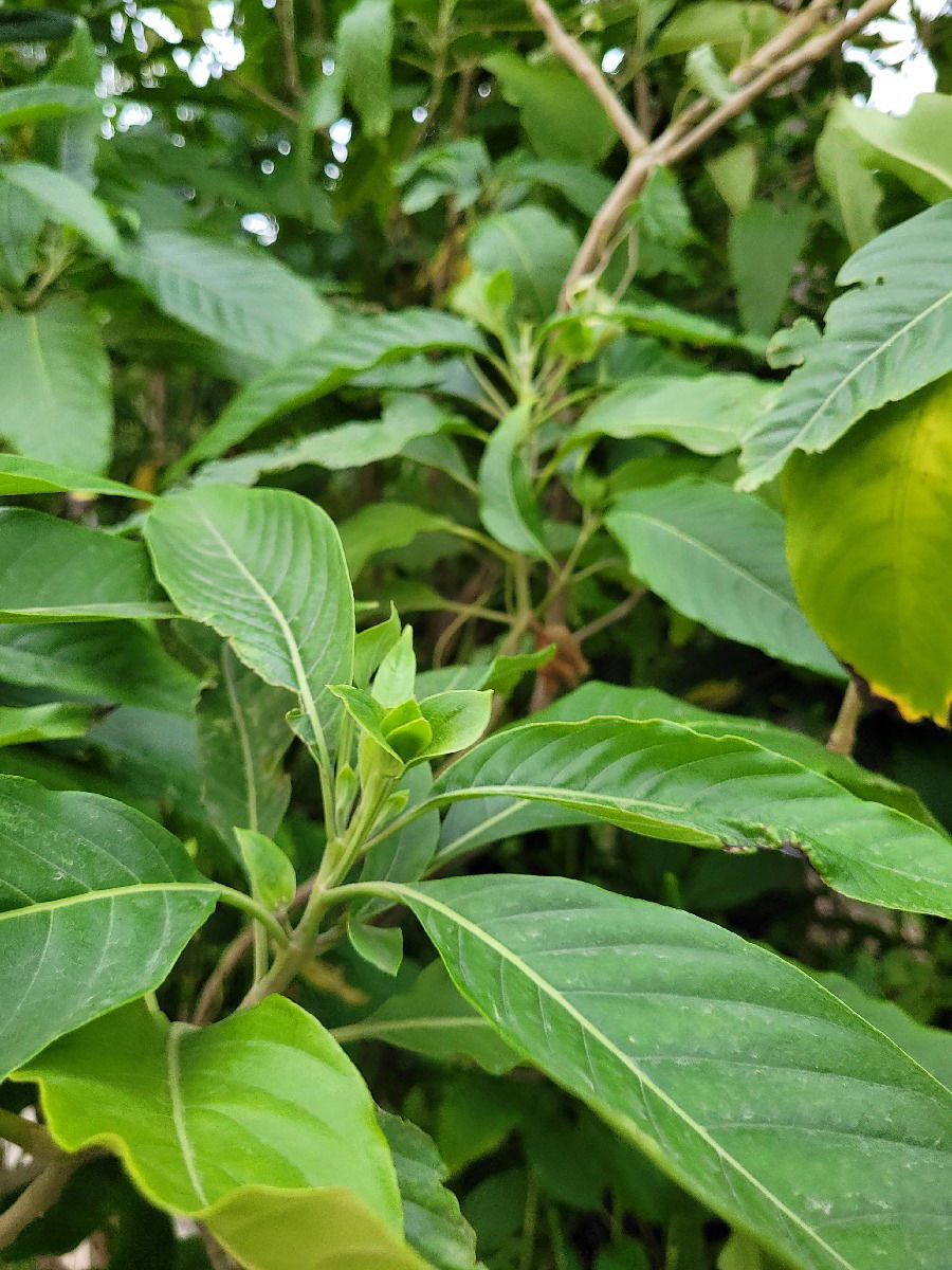 बहुगुणी अडुळसा! रक्तशुद्धी ते दम्यापर्यंत अनेक आजारांवर गुणकारी - Marathi News | बहुगुणी अडुळसा! रक्तशुद्धी ते दम्यापर्यंत अनेक आजारांवर गुणकारी | Latest Photos at Lokmat.com