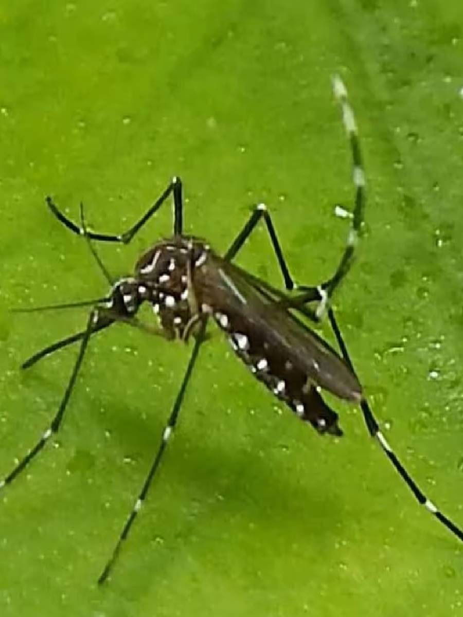 डेंग्यू पासून वाचण्यासाठी महत्वाचे उपाय - Marathi News | डेंग्यू पासून वाचण्यासाठी महत्वाचे उपाय | Latest Photos at Lokmat.com