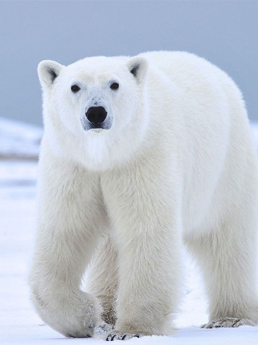 ध्रुवीय अस्वलांचा खरा रंग काेणता? - Marathi News | ध्रुवीय अस्वलांचा खरा रंग काेणता? | Latest Photos at Lokmat.com