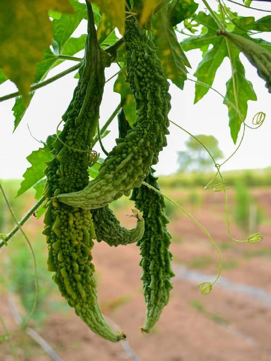 कारल्यातील कडूपणा काढायचा आहे? जाणून घ्या - Marathi News | कारल्यातील कडूपणा काढायचा आहे? जाणून घ्या | Latest Photos at Lokmat.com