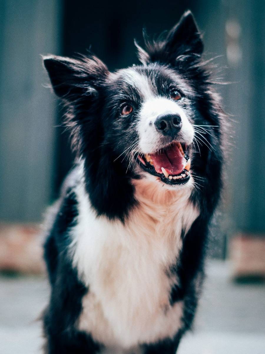 रेबीज फक्त कुत्र्यांमुळेच नाही तर या प्राण्यांमुळे देखील पसरतो - Marathi News | रेबीज फक्त कुत्र्यांमुळेच नाही तर या प्राण्यांमुळे देखील पसरतो | Latest Photos at Lokmat.com