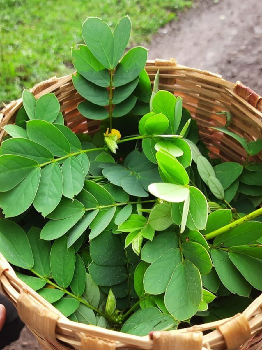 जीवनसत्वाचा खजिना असणाऱ्या ५ रानभाज्या - Marathi News | जीवनसत्वाचा खजिना असणाऱ्या ५ रानभाज्या | Latest Photos at Lokmat.com