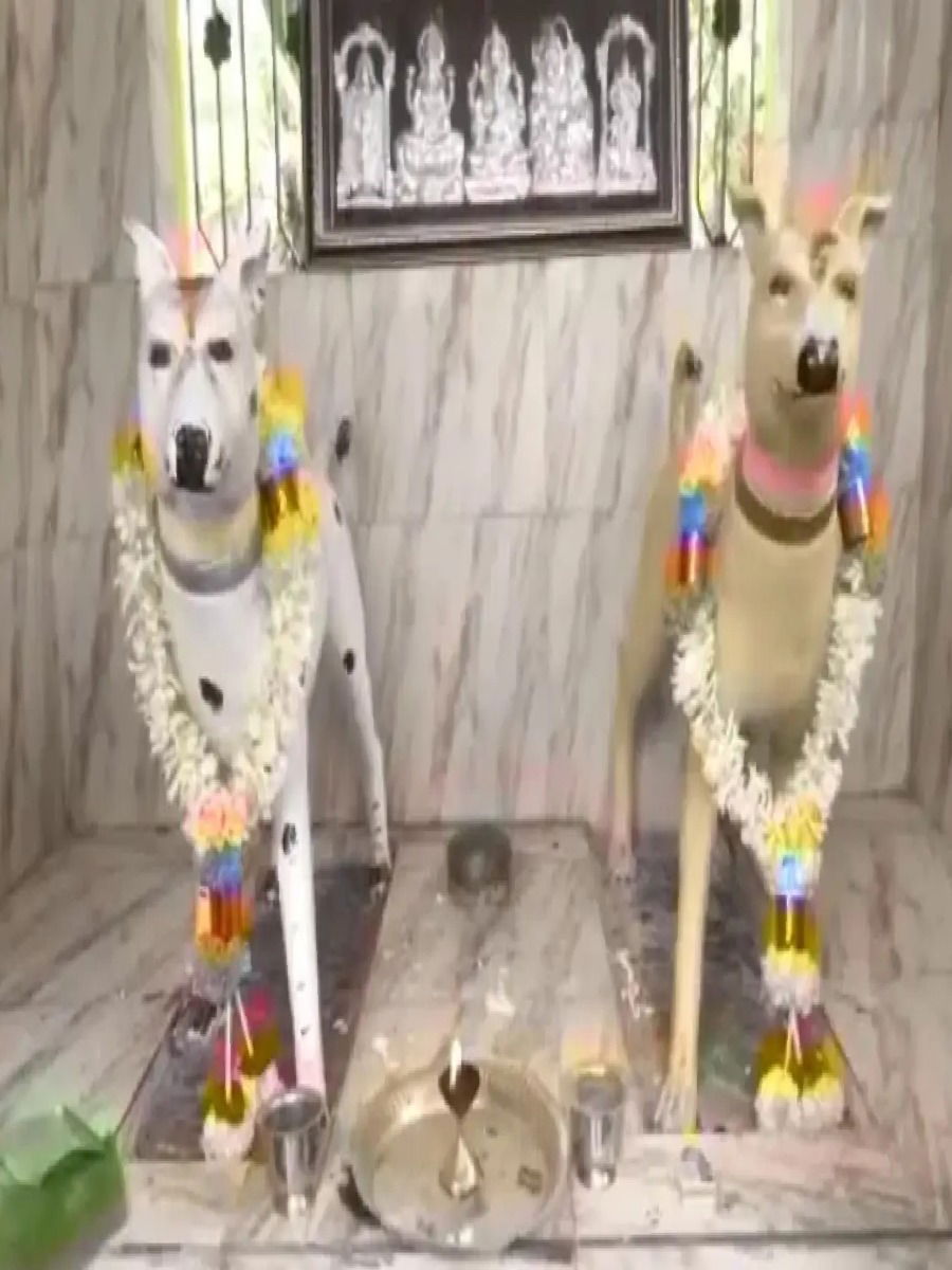 देशातील 'या' ठिकाणी आहे चक्क श्वानांचं मंदिर! - Marathi News | देशातील 'या' ठिकाणी आहे चक्क श्वानांचं मंदिर! | Latest Photos at Lokmat.com