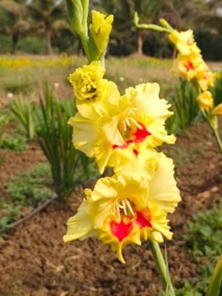 ७५ दिवसांत लाखोंचं उत्पन्न देणारी ग्लॅडिओलस फुलशेती