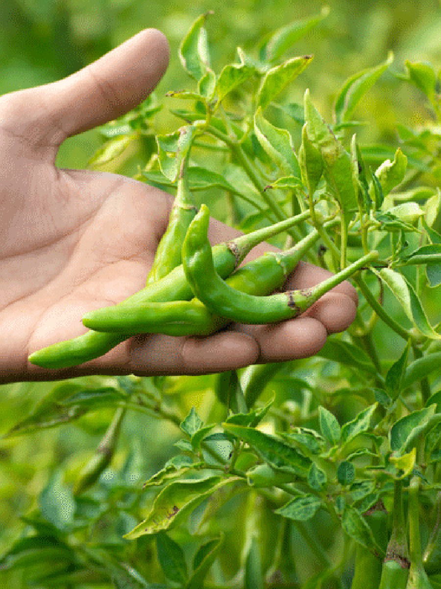 मिरची खा अन् सांधेदुखी पळवा, मिरची खाण्याचे ५ भन्नाट फायदे - Marathi News | मिरची खा अन् सांधेदुखी पळवा, मिरची खाण्याचे ५ भन्नाट फायदे | Latest Photos at Lokmat.com