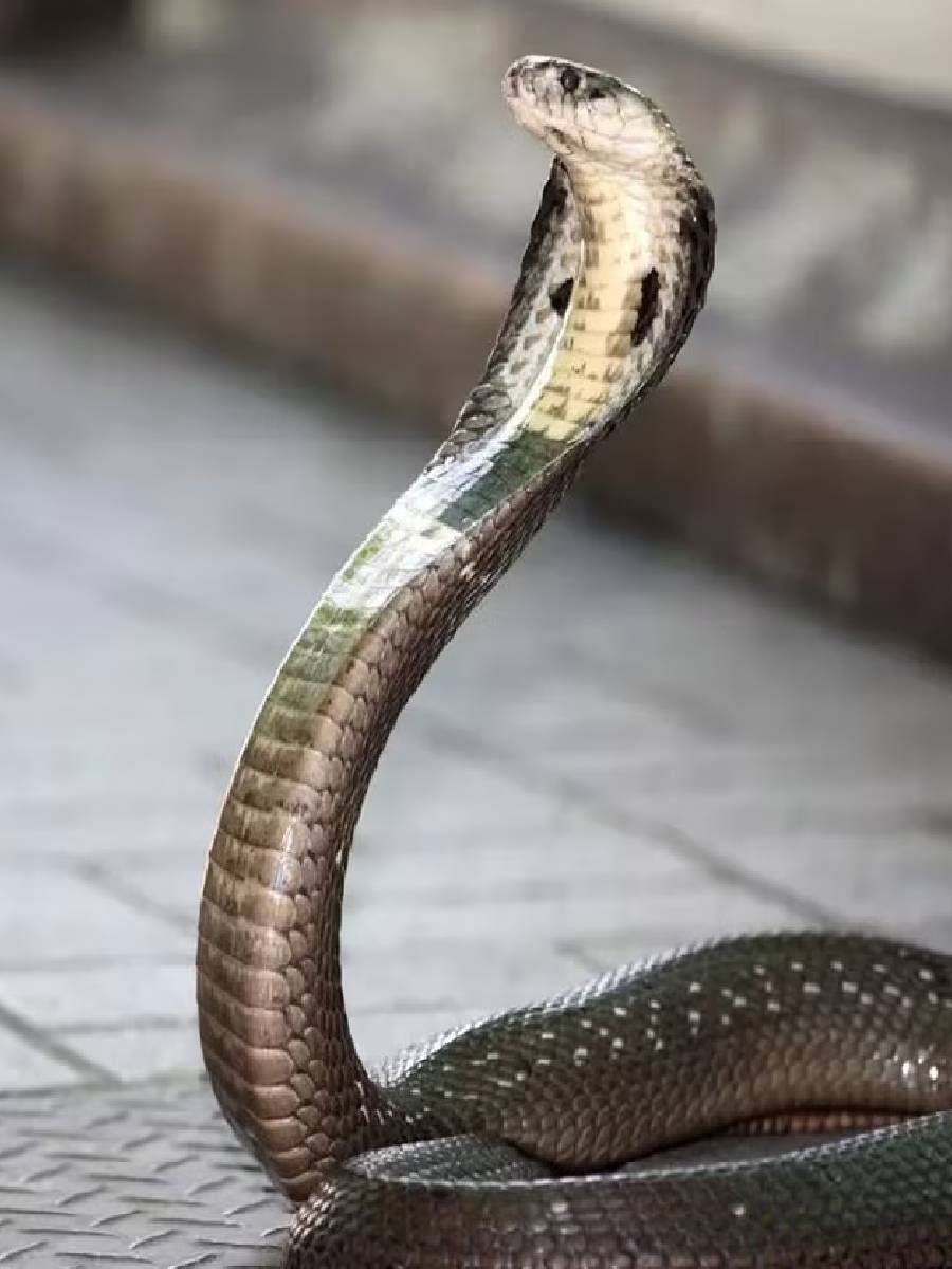 साप कात का टाकतात? - Marathi News | साप कात का टाकतात? | Latest Photos at Lokmat.com