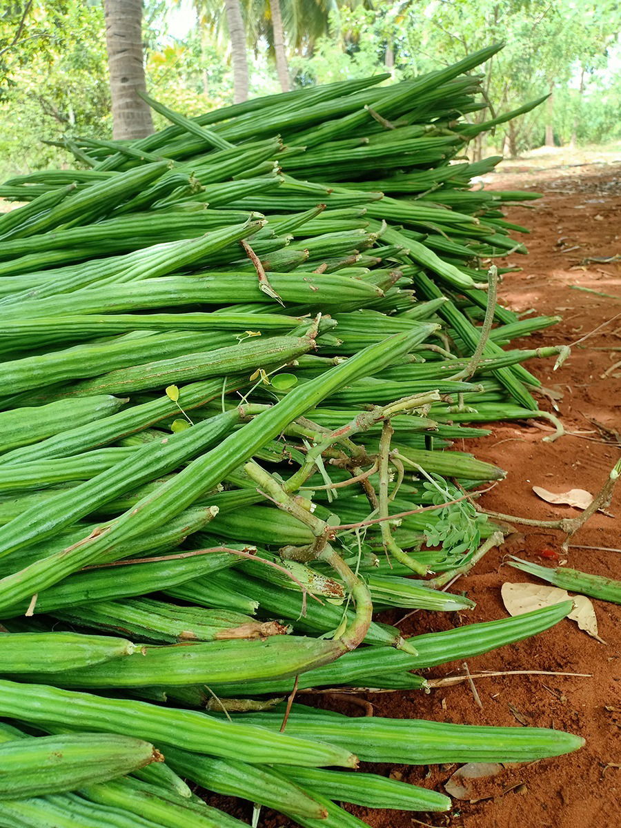 सुपरफूड 'शेवग्या'चे महत्वाचे ५ फायदे - Marathi News | सुपरफूड 'शेवग्या'चे महत्वाचे ५ फायदे | Latest Photos at Lokmat.com